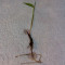 Moso Bamboo 100 seminte proaspete cu rata ridicata de germinatie.
