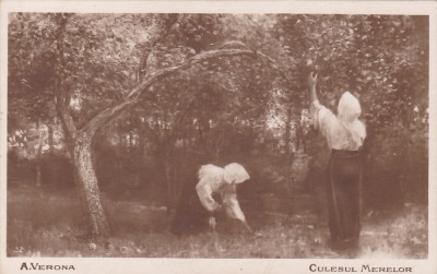 A. VERONA ,CULESUL MERELOR,EDITURA CARTEA ROMANEASCA,ROMANIA. foto