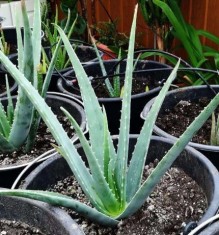 Aloe vera reala (Aloe Barbadensis) , varsta, peste 3 ani. foto