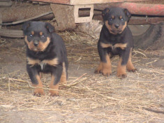 Catei Rottwailer foto