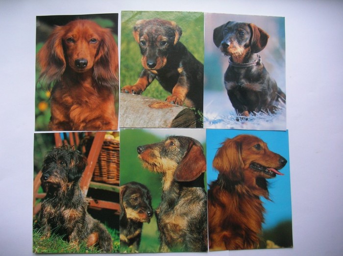 CARTE POSTALA, CAINI. LOT DE 6 BUC.