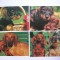 CARTE POSTALA, CAINI. LOT DE 4 BUC.