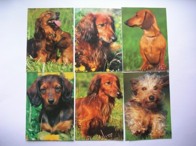 CARTE POSTALA, CAINI. LOT DE 6 BUC. foto