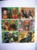 CARTE POSTALA, CAINI. LOT DE 6 BUC., Necirculata, Fotografie