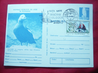 Carte Postala ilustrata - Califar, cu stampila speciala zoo, cod 142/77 foto