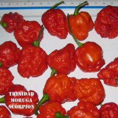 Seminte de ardei iute.-&amp;quot; Trinidad Moruga Scorpion red.&amp;quot; foto