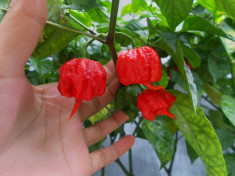 Seminte de ardei iuti.-&amp;quot; Carolina Reaper.&amp;quot; foto