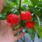 Seminte de ardei iuti.-&quot; Carolina Reaper.&quot;