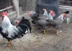 Gaini Italiene Argintii foto