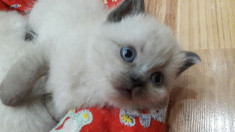 British Shorthair Colour point foto