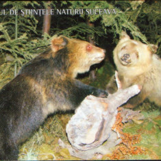 Carte postala necirculata - Suceava - Muzeul de Stiintele Naturii - Ursul brun