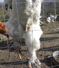 vand (gaini) cocos Brahma foto