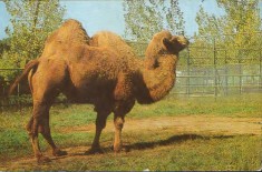 Carte postala necirc - Romania - Camila la Gradina zoologica Bucuresti foto