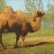 Carte postala necirc - Romania - Camila la Gradina zoologica Bucuresti