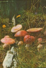 Carte postala necirc - Romania - Ciuperci - Muscarita - (amanita muscaria ) foto