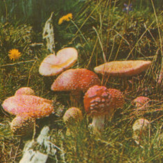 Carte postala necirc - Romania - Ciuperci - Muscarita - (amanita muscaria )