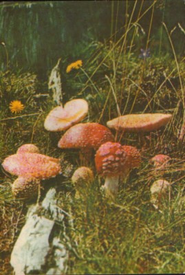 Carte postala necirc - Romania - Ciuperci - Muscarita - (amanita muscaria ) foto