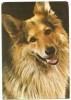 @ carte postala(ilustrata)-CAINI-Ciobanesc German, Necirculata, Printata