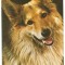 @ carte postala(ilustrata)-CAINI-Ciobanesc German