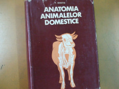 Ghetie V. Anatomia animalelor domestice Bucuresti 1967 16 planse color cal taur foto