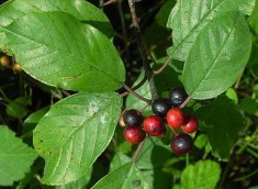 Frangula alnus ?- Crusin foto
