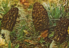 Carte postala necirc - Romania - Ciuperci - Sbirciogul (morchella pyramidalis) foto