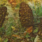 Carte postala necirc - Romania - Ciuperci - Sbirciogul (morchella pyramidalis)