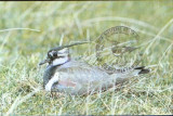 Carte postala Romania - Nagatzul ( Vanellus vanellus ), Necirculata, Fotografie