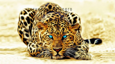 Tablou Canvas Leopard H 80 x 150 cm -animal-tiger-face foto