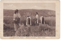 #1982- Romania, c.p.scrisa necirc. 1916: Folklor -femei in cost. pop. pe camp foto