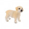 Pui Golden Retriever