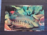 CONSTANTA - ACVARIUL- PESTI EXOTICI ( HEROTILAPIA MULTISPINOSA )-NECIRCULATA, Fotografie