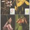 !!! CISKEI (AFRICA DE SUD) - LOT 4 ILUSTRATE MAXIME FLORI - 1988 /CELE DIN SCAN