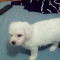 Bichon maltez toy