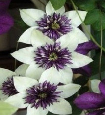 Clematis seminte rare foto