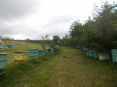 40 familii de albine foto