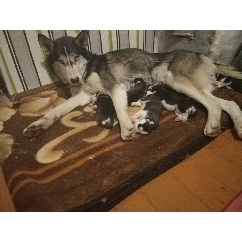 Catei Husky Arhiva Okazii Ro