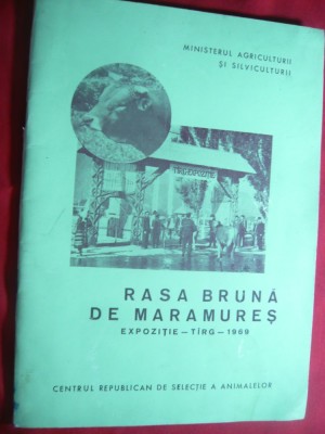 Ministerul Agriculturii - Rasa bruna de Maramures -Expozitie-Targ 1969 Sighet foto