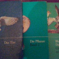 Das Tier-Die Pflanze-Blume-fels-Das Leben