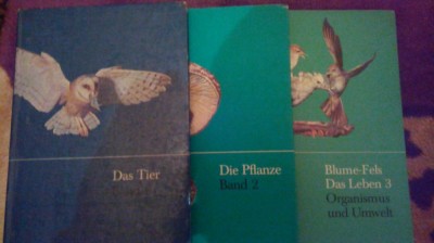 Das Tier-Die Pflanze-Blume-fels-Das Leben foto