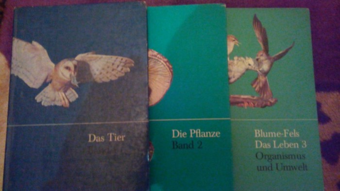 Das Tier-Die Pflanze-Blume-fels-Das Leben