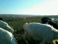 20 de capre si 2 tapi,toate bine intretinute si cu tratamentele la zi foto