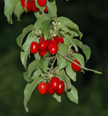 Cornus mas - corn foto