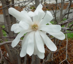 Magnolia stellata ? magnolia stelata, foto