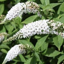 Buddleja davidii White Profusion - liliac de vara alb foto