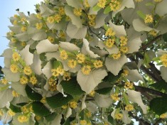 Tilia tomentosa ? tei argintiu foto