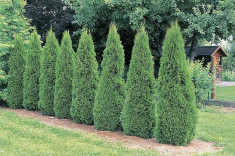 Thuja occidentalis &amp;#039;Smaragd&amp;#039; ? tuia smarald foto