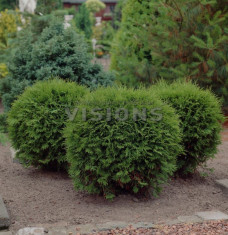 Thuja occidentalis Little Champion ? tuia Little Champion foto