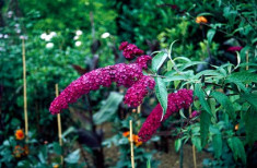 Buddleja davidii Royal Red - liliac de vara rosu foto