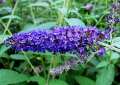 Buddleja Davidii ?Empire Blue? - liliac de vara albastru foto